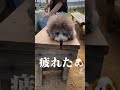 【tiktok】初体験・日本一のタケノコ掘り物語！危険に挑むマザコンの愛犬が可愛いｗ【japan s no.1 bamboo village cute u0026 funny dog short videos