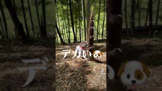 【TikTok】初体験・日本一のタケノコ掘り物語！危険に挑むマザコンの愛犬が可愛いｗ【Japan's No.1 Bamboo Village Cute \u0026 Funny Dog Short Videos