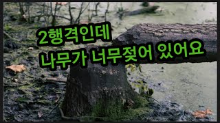 2행격인데 나무가 젖어 있네요