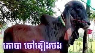 គោបា ចៅមឿងថង ហៅ អាខ្យាដំរី នៅកំពង់ចាម | Cattle Raising for Beginners, Cow in Village, Cow KH