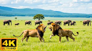 4K African Animals: Ruaha National Park - Relaxing Music With Video About African Wildlife