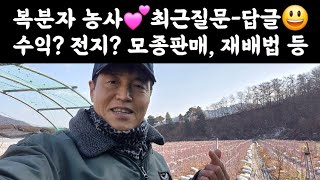 복분자농사💕 최근 질문-답글😃 수익? 겨울전지? 모종판매, 재배방법 등?