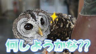 楽しむふくろう【An owl having fun】