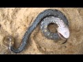 Eastern Hognose Plays Dead