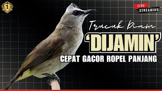 Masteran Trucukan Gacor ROPEL PANJANG Ampuh Untuk Pancingan Trucuk Agar Cepat Menaikkan GACOR Door