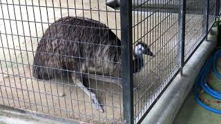 高岡古城公園の動物園に居た動物③