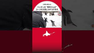 〈おたる水族館－ペンギン“雪中さんぽ”〉「ヨチヨチ歩きが見れて…ぼくらもここまで来たかいがあった」観光客を楽しませる ジェンツーペンギン14羽約250メートルのコースを元気よく歩く 北海道小樽市