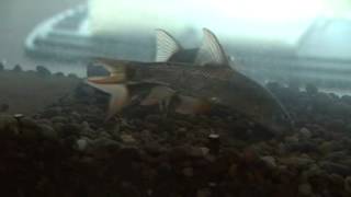 Feeding juvenile Barbel (Barbus barbus) in a laboratory flume