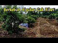 Cara Mudah Merawat Alpukat | Pupuk 6 Bulan Sekali dan Bersihkan Lahan