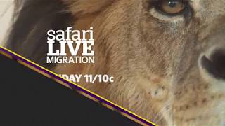 Get your front row ticket to safariLIVE: The Migration on Nat Geo WILD this Friday night!