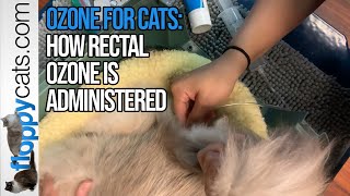 Rectal Ozone Therapy for Cats: How Rectal Ozone Is Administered