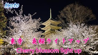 京都　東寺　夜桜ライトアップ　Kyoto　Toji 　Cherry Blossoms Illumination