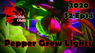 PEPPER GROW LIGHT and What color lights do peppers need ?