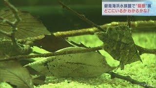 わたしはどこ？　水族館で擬態ができる生き物を展示　愛知・碧南海浜水族館