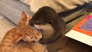 カワウソさくら プールの組み立てを手伝ってくれるカワウソ子猫 Helping to assemble the pool Otter and kitten