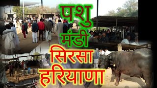 पशु मंडी सिरसा हरियाणा|| 2022 sirsa pashu mandi || @dhendwaldairyfarm #buffalo