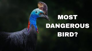 10 Mind-Blowing Facts About the Deadliest Bird: The Cassowary!