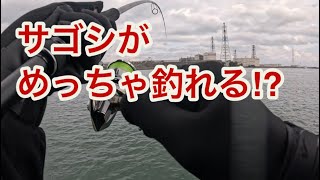 【サゴシが大爆釣❗️】笑あり悔しさあり、ミノー修行の旅❗️