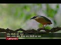 বর্ষার পরিযায়ী পাখি শুমচা shumcha bird jamuna tv