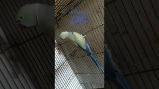 Cobalt ringneck #birds #parrot #ringneck #shortvideo