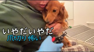 爪切りすると落ち込んじゃう犬がこちら。自宅でトリミング（ダックスフンド）Dachshund afraid of nail clipping