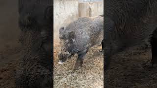 Daily pig farm activitiesPig Farm #Shorts Part 796