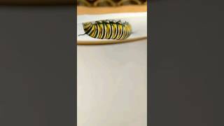 @Remy (.monarch cater Piller)Variable speed time- lapse