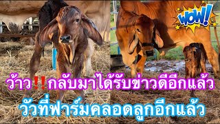 ว้าว‼️กลับมาได้รับข่าวดีอีกแล้ว วัวที่ฟาร์มคลอดลูกอีกแล้ว