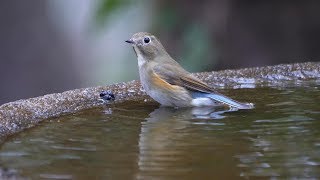 権現山バードサンクチュアリのルリビタキ（雌）の水浴び　その１９（4K60P動画）