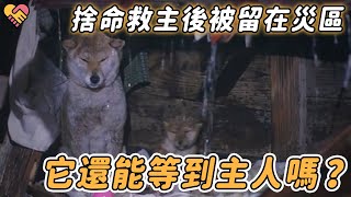 災難來襲忠犬捨命救主，卻因主人入院被留在災區，它苦守廢墟16天後出現大驚喜！【忠犬 淚目 真實故事 狗狗 地震 救援 偉大 震撼】