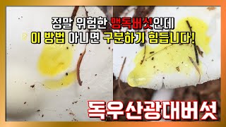 야생버섯은 흰색을 조심해야 합니다! 독우산광대버섯 CUT (장경수 황태달 백형우 야생버섯도감 mushroom)