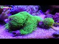 【海水魚水槽】驚愕の硝酸塩❗️ついにナプコウエストアウェイジェル始動❗️my coral aquarium moamoaちゃんねる