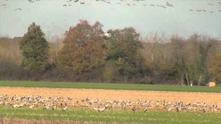 Lac du Der - tweede poging