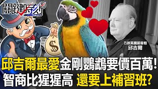 邱吉爾最愛金剛鸚鵡要價百萬！智商比猩猩高 還要上補習班？【決戰關鍵】20240512-3 張炤和 江中博 Jack