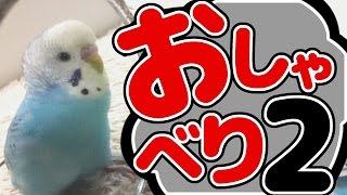 うめのお喋り(生後7ヶ月)　セキセイインコ　Budgerigar　Parakeet