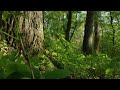 relax and find peace with calming bird sounds in a verdant forest nature sounds