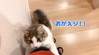 帰宅すると全力で甘えてくるもふ猫が可愛すぎる…！