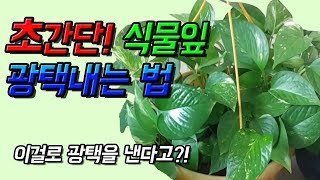 식물잎광택 쉽게내는 방법!! (The easy way to gloss plant leafs)