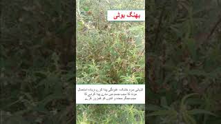 Cannabis benefits and side effects by Hakeem Sharafat Ali || بھنگ بوٹی کے فائدے