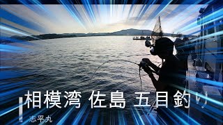 相模湾　佐島　志平丸　五目　青物　アマダイ