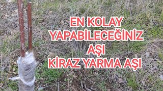 En Kolay Yapılan Aşı ( cherry grafting )