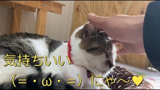 人懐っこい猫大集合！！猫のひだまり×猫の道草合同譲渡会に行ってきた