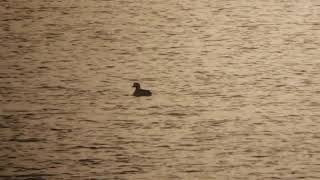 First-winter Drake Long-tailed duck off Irishtown, Dublin. #wildfowl #Vikingoptical #BirdGuides