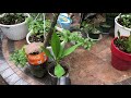 Watch this Immediately if you have Plumeria Plants!!!!