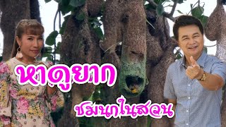 หาดูยาก นกสร้างรังในโคกหนองนา#บ้านสวนกำภูEP437