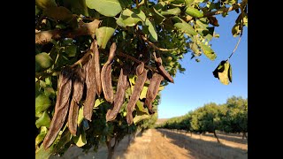 Azure Market Meets Your Carob Farmer