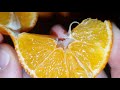 citrus oronules clementin клементин oronules