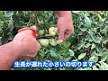 トマト収穫のタイミングと摘芯の作業記録