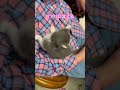 ネコと子ネコとおじさん　バァバに甘える毛玉兄ニャンコ　 shorts cat cats 猫 ねこのいる生活 ねこ 子猫 kitty ねこのいる生活 ねこ 保護猫