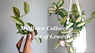 My Hoya Collection | Spring 2023 - One Year of Growth from Cuttings (15 Species)